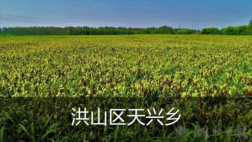 洪山区天兴乡
